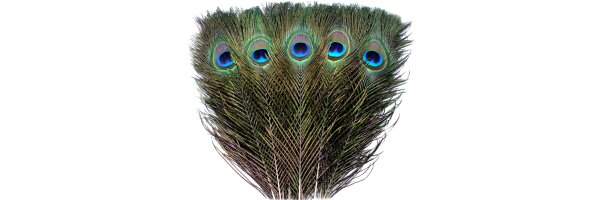 5 Pfauen-Federn im Pack zu 5 Stück mit einer Länge von 25-30cm.  